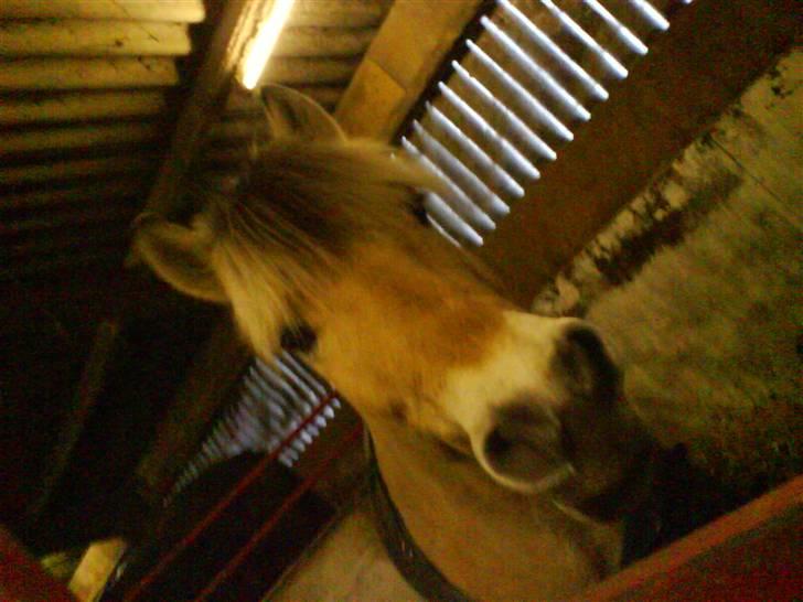 Fjordhest Flash billede 12