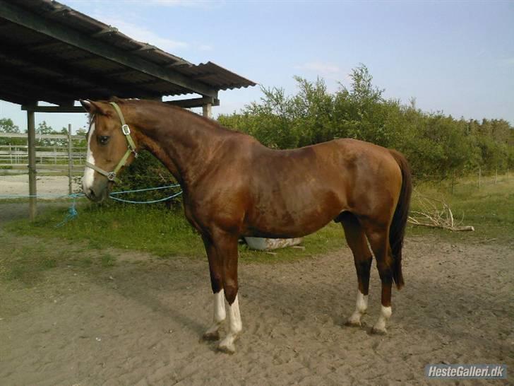 Dansk Varmblod Kashmir - 3. Hingste MAND! Foto: Janni billede 3