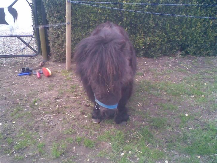 Anden særlig race rosa billede 1