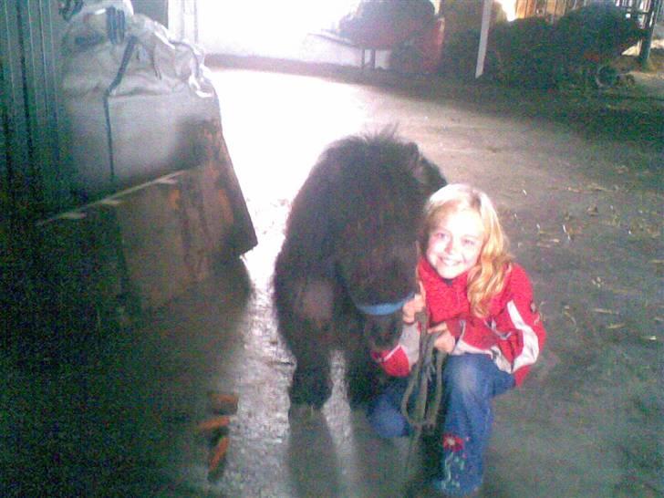 Anden særlig race rosa billede 2