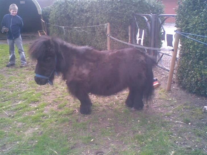 Anden særlig race rosa billede 3