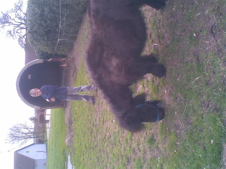 Anden særlig race rosa billede 4