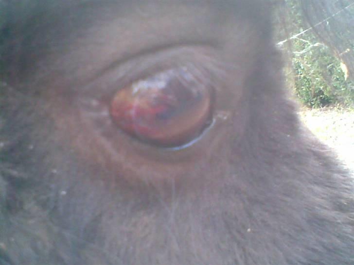 Anden særlig race rosa billede 5