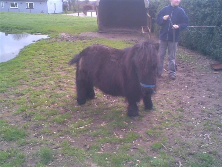 Anden særlig race rosa billede 6