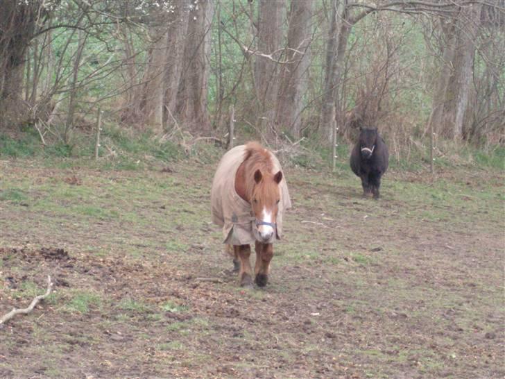 Anden særlig race Lyn Star - R.I.P billede 10