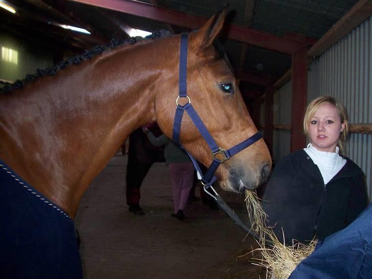 Dansk Varmblod Troubadur aflivet :'( - kig på hesten! :D han er smuk! billede 11