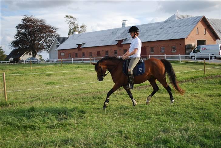 DSP Nørlunds Eliza (Solgt) - Vores første ridetur sammen <3 billede 5