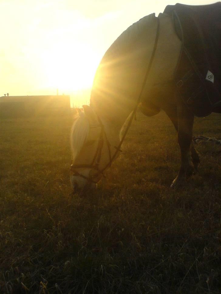 Fjordhest Bosse  - Bosse i solnedgangen. billede 5