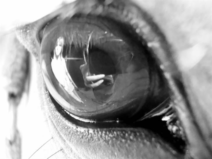 Fjordhest Bosse  - Bosses øje. billede 6