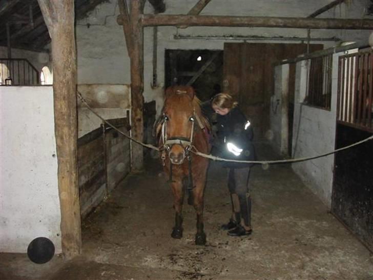 Anden særlig race Laban billede 1