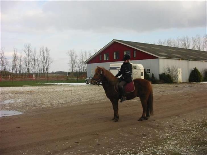 Anden særlig race Laban billede 2