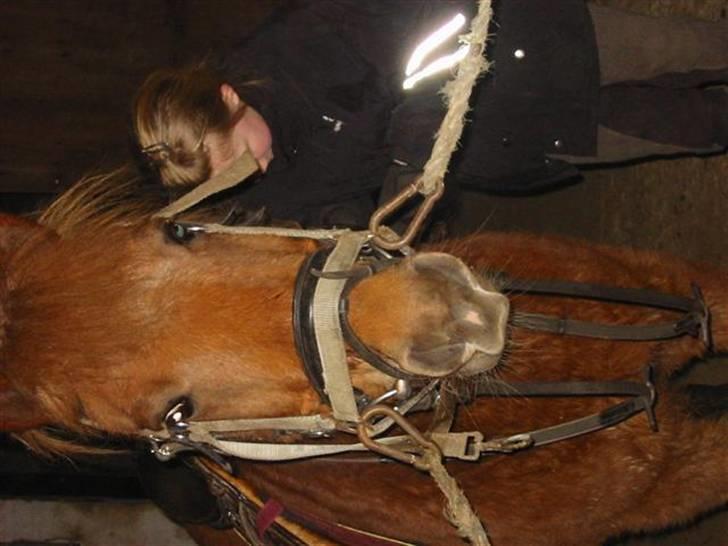 Anden særlig race Laban billede 4