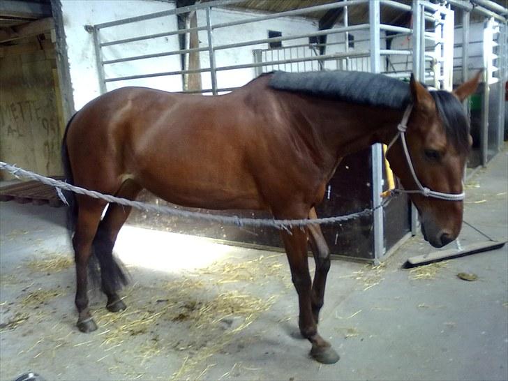 Traver Lady vangsgaard Solgt. - > I <3 Lady <  02/06-10 billede 9