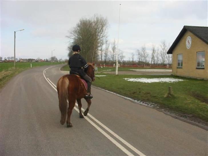 Anden særlig race Laban billede 5