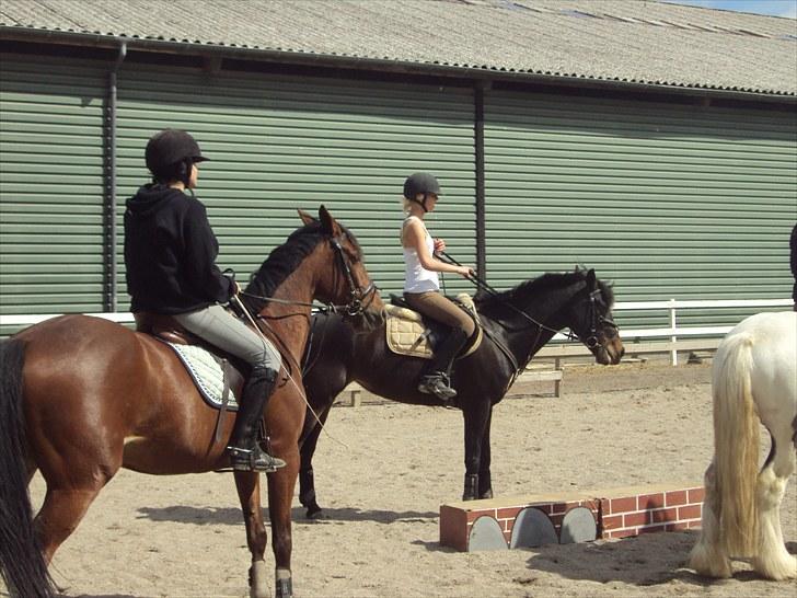 Traver Lady vangsgaard Solgt. - > I <3 Lady < PonyGames billede 11