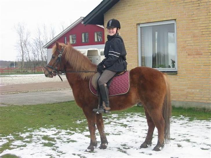 Anden særlig race Laban billede 6