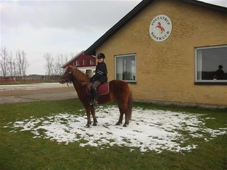 Anden særlig race Laban billede 7