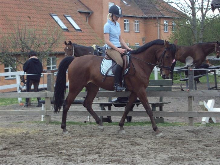 Traver Lady vangsgaard Solgt. - > I <3 Lady <  billede 12