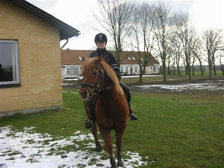 Anden særlig race Laban billede 8