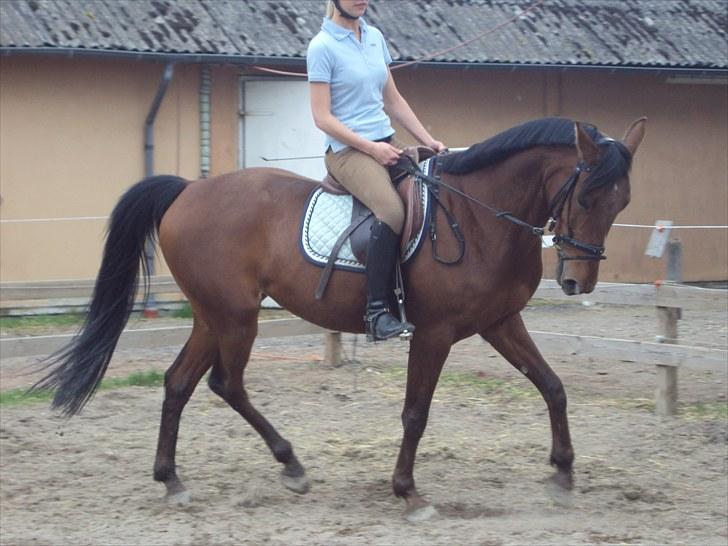 Traver Lady vangsgaard Solgt. - > I <3 Lady <  billede 13