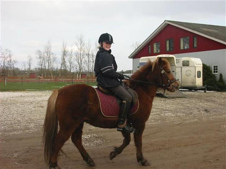 Anden særlig race Laban billede 9