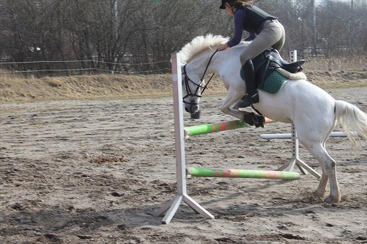 New Forest Firfod Aida <3 - Første gang undervisning af Gitte i 5 mån. Dette er beviset på at Aida er verdens sødeste pony, man kan stole 100 % på hende <3 billede 10