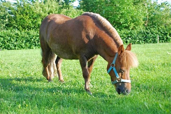 Shetlænder Nanny Bomlund - Velkommen til Nanny`s profil. Læg gerne en kommentar og en bedømmelse. Nanny på sommergræs 2007 ! billede 1