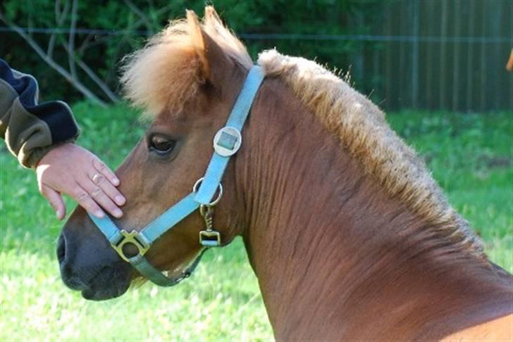 Shetlænder Nanny Bomlund - Nanny kigger!!! billede 2