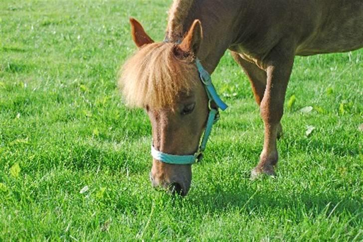 Shetlænder Nanny Bomlund - Nanny spiser... billede 3