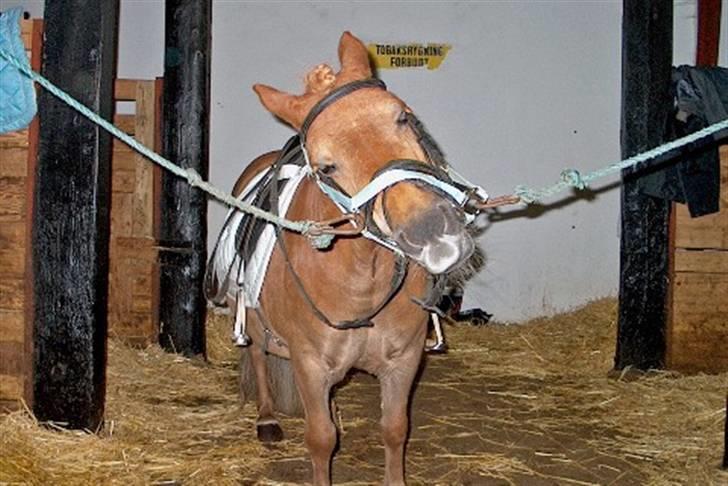 Shetlænder Nanny Bomlund billede 4