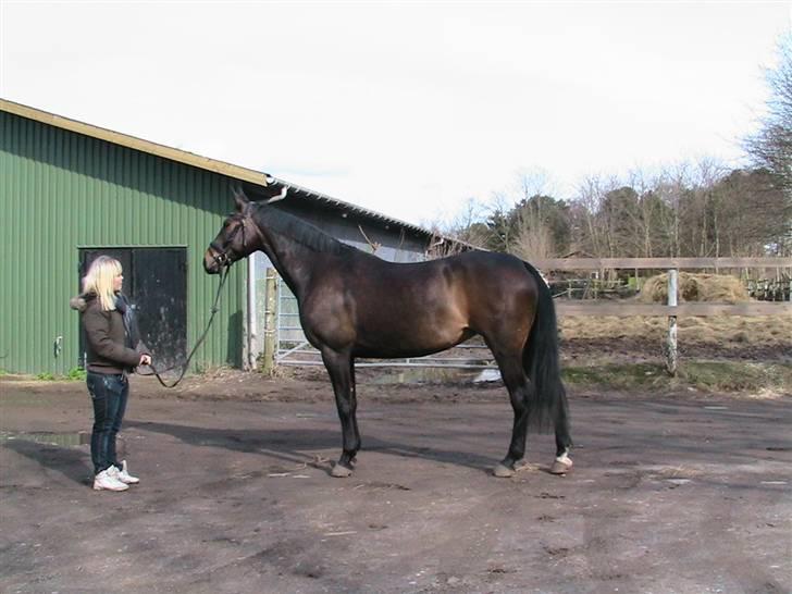 Oldenborg Safian's Gormline  billede 3