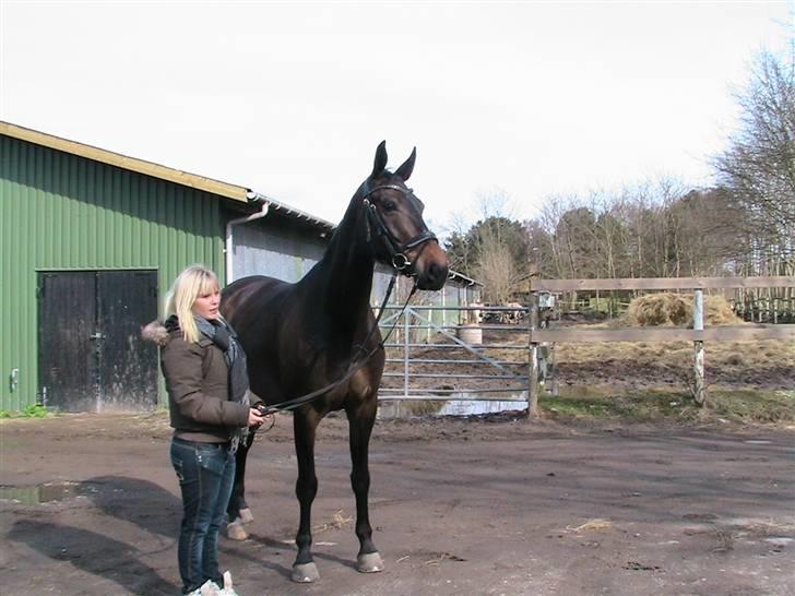 Oldenborg Safian's Gormline  billede 5