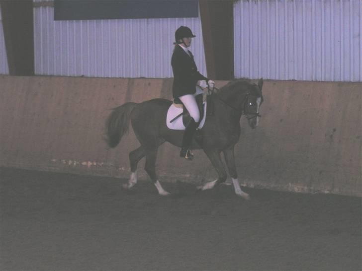 Anden særlig race Bastian ( SOLGT )  billede 12