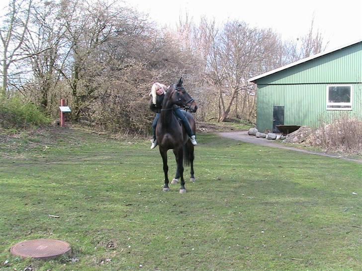 Oldenborg Safian's Gormline  billede 8