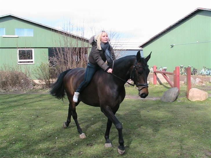Oldenborg Safian's Gormline  billede 9