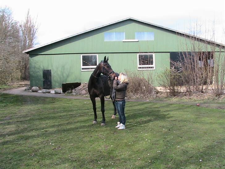 Oldenborg Safian's Gormline  billede 11