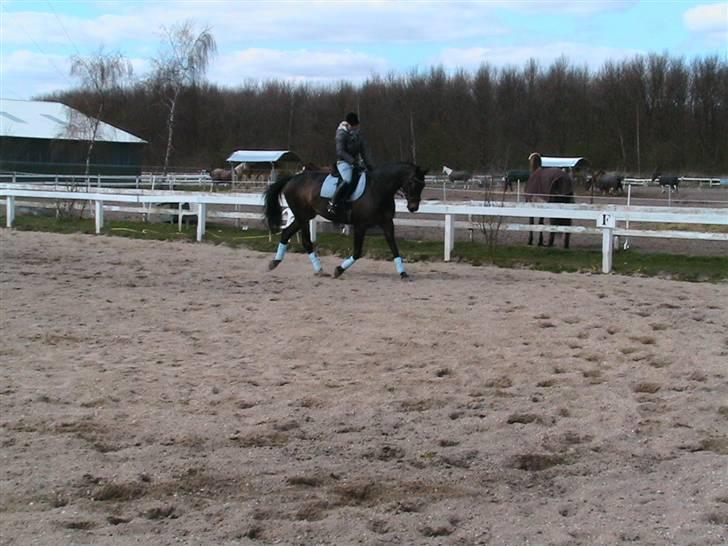 Oldenborg Safian's Gormline  billede 13