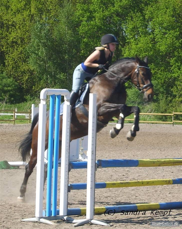 Oldenborg Safian's Gormline  - Spring (: Foto: Sandra. billede 14