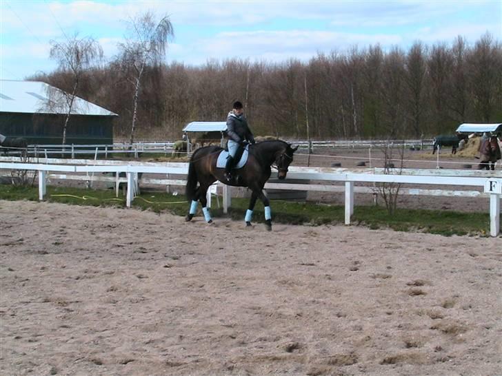 Oldenborg Safian's Gormline  billede 15