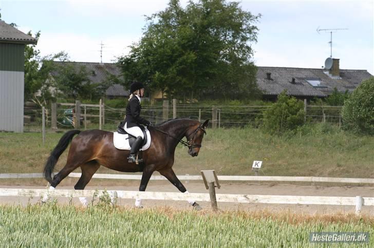 Oldenborg Safian's Gormline  - På vej til galop øgning billede 16