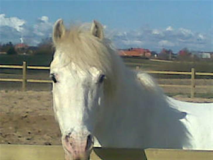 Anden særlig race April billede 12