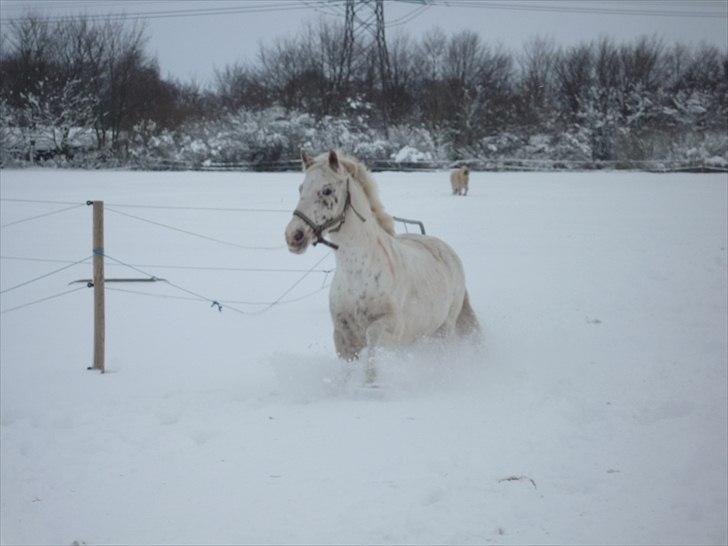 Anden særlig race Snow Girl *Min stjerne* - pony eeeeeeelsker sne ! :D billede 4