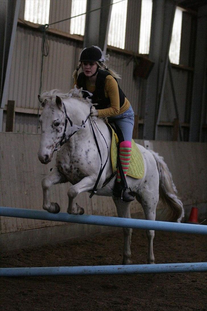 Anden særlig race Snow Girl *Min stjerne* - LC i Hark, d. 30/10 Halloween(DØD PIPPI xD) vi blev nummer 3(kun vores anden LC) .  Taget af: Malene Markman. billede 7