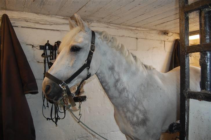 Anden særlig race Lucky Silver Star - smukke<3 billede 14