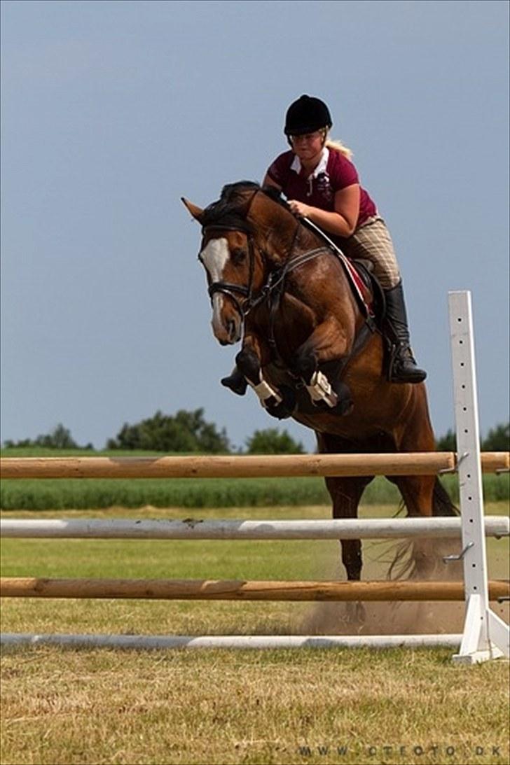 Holstener Queen z R.I.P. 5/1-2012 billede 1