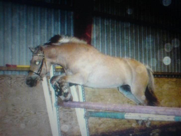 Anden særlig race daisy  - 13)løs springning  billede 13