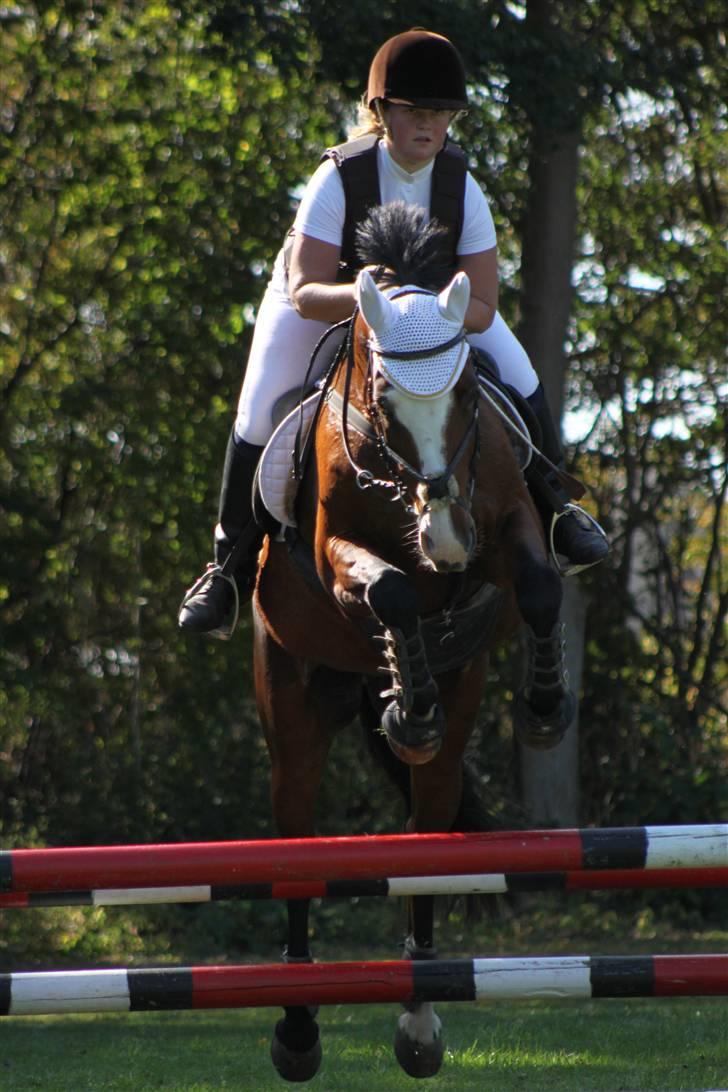 Holstener Queen z R.I.P. 5/1-2012 - mlr 20 sep. 2009 billede 2