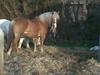 Haflinger **Miss Sunshine**