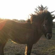 Anden særlig race Felix Moonlight *solgt*