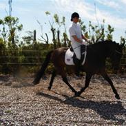 New Forest Elmholts Ideal   (SOLGT)